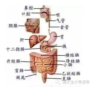 人体八大系统的发病顺序