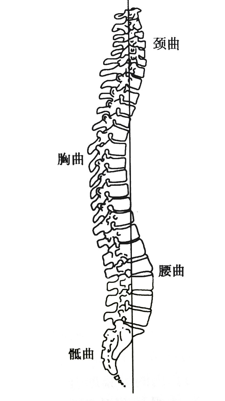 颈5后上缘为正常弧度顶点.弧度高度正常为12 -5mm.