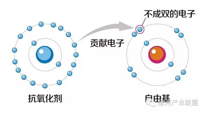 什么是自由基